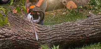 Professional Tree Services in Plainfield, IL